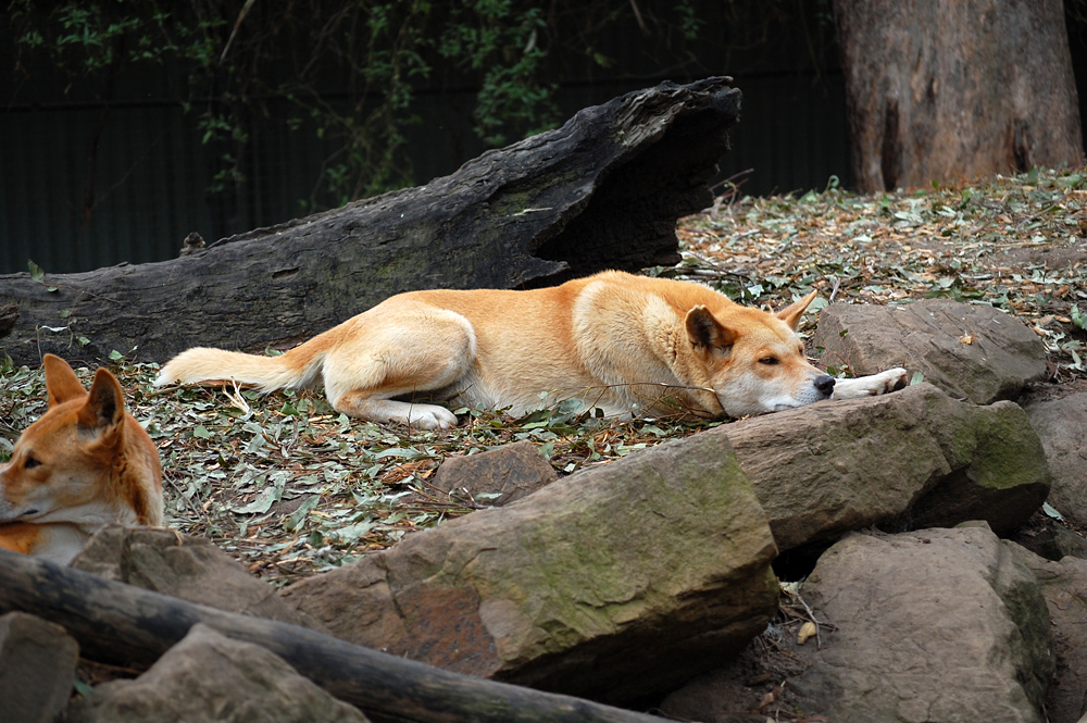 Dingo - Canis lupus dingo Dingo - Canis lupus dingo