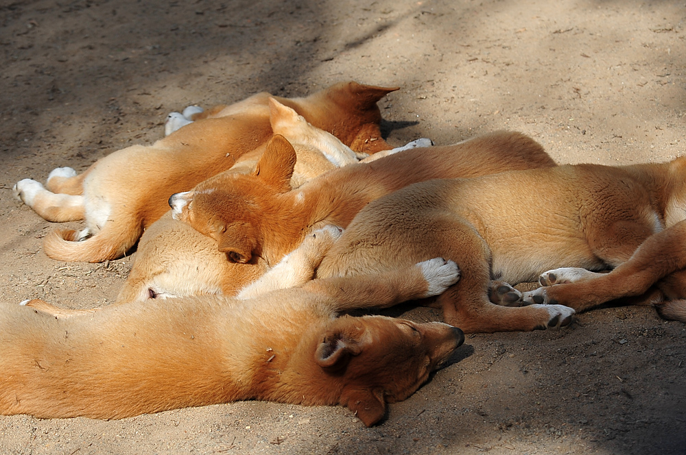 Dingo - Canis lupus dingo Dingo - Canis lupus dingo