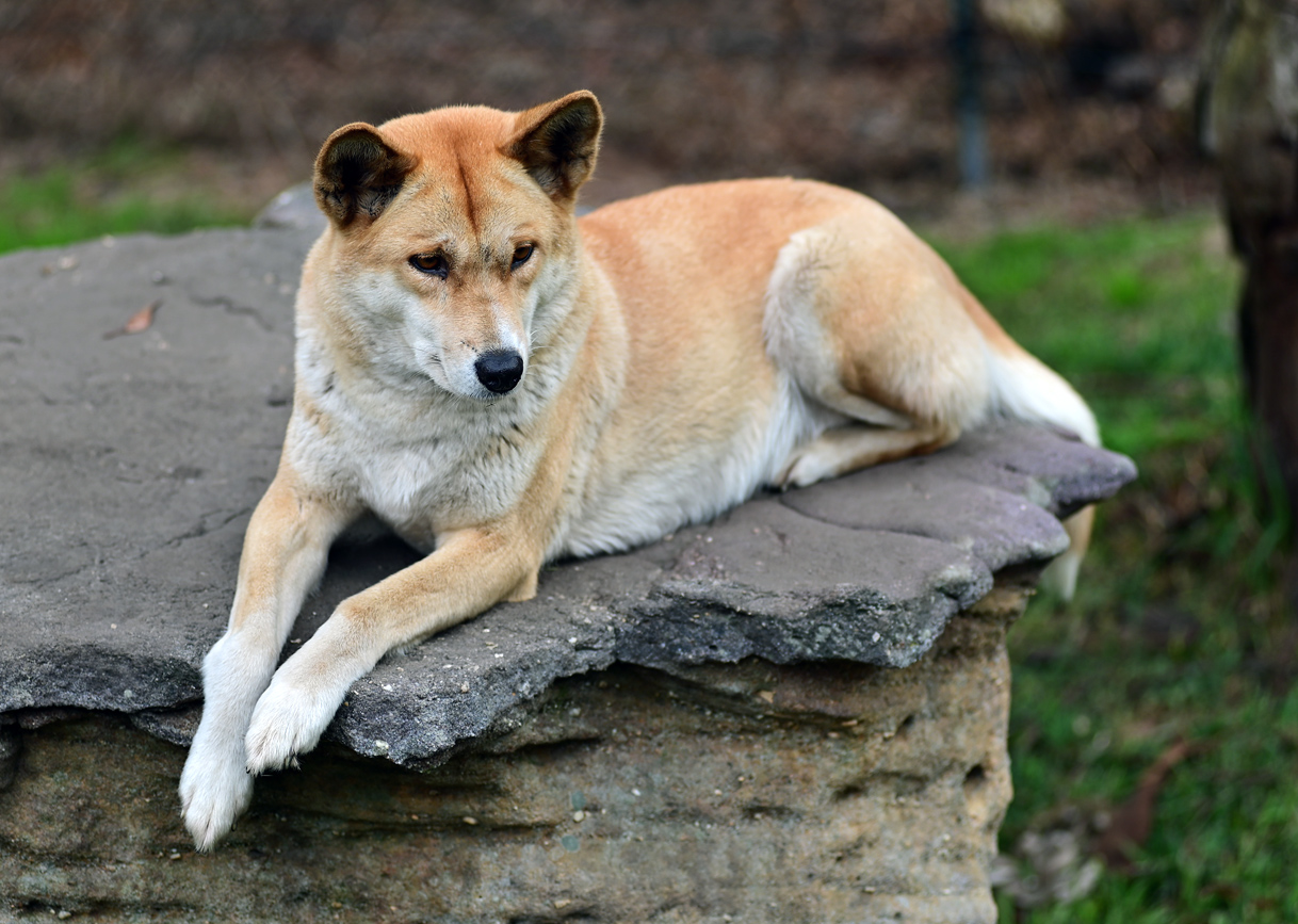 Dingo - Canis lupus dingo Dingo - Canis lupus dingo