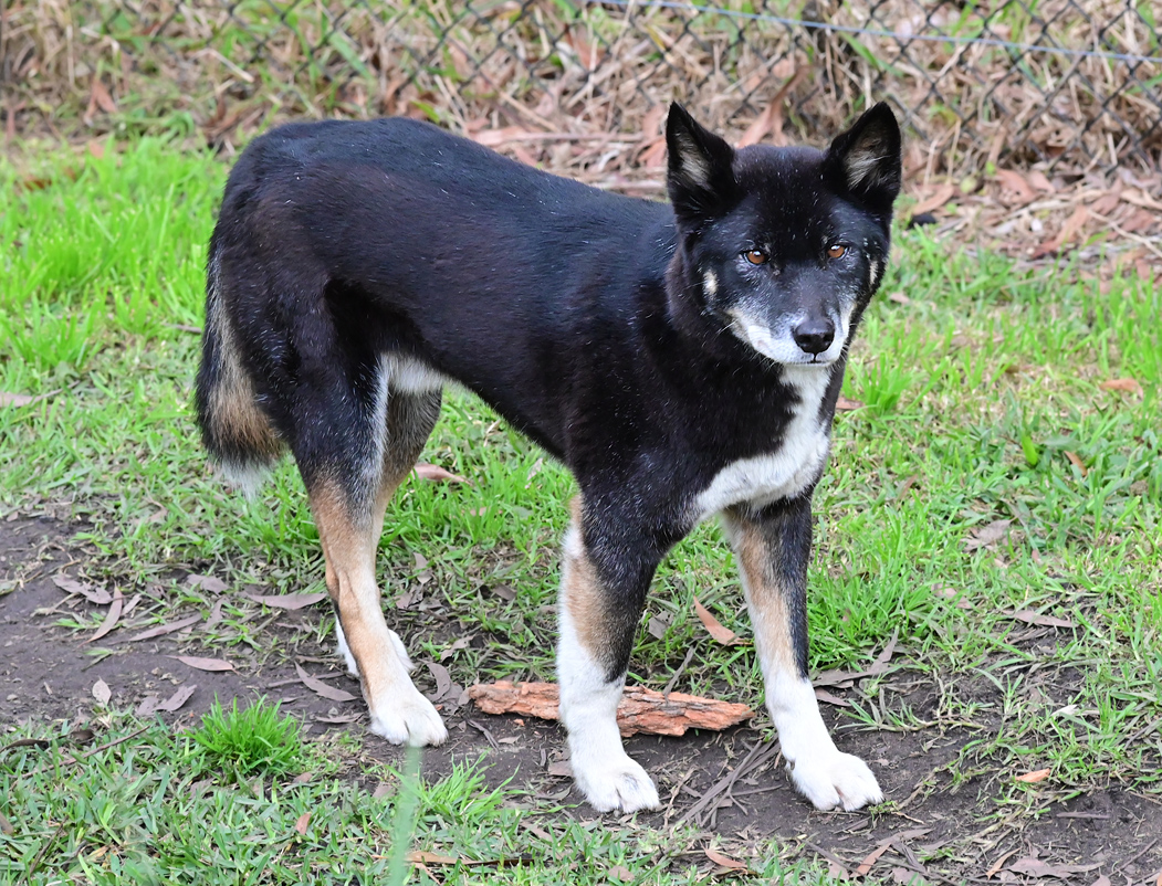 Dingo - Canis lupus dingo Dingo - Canis lupus dingo