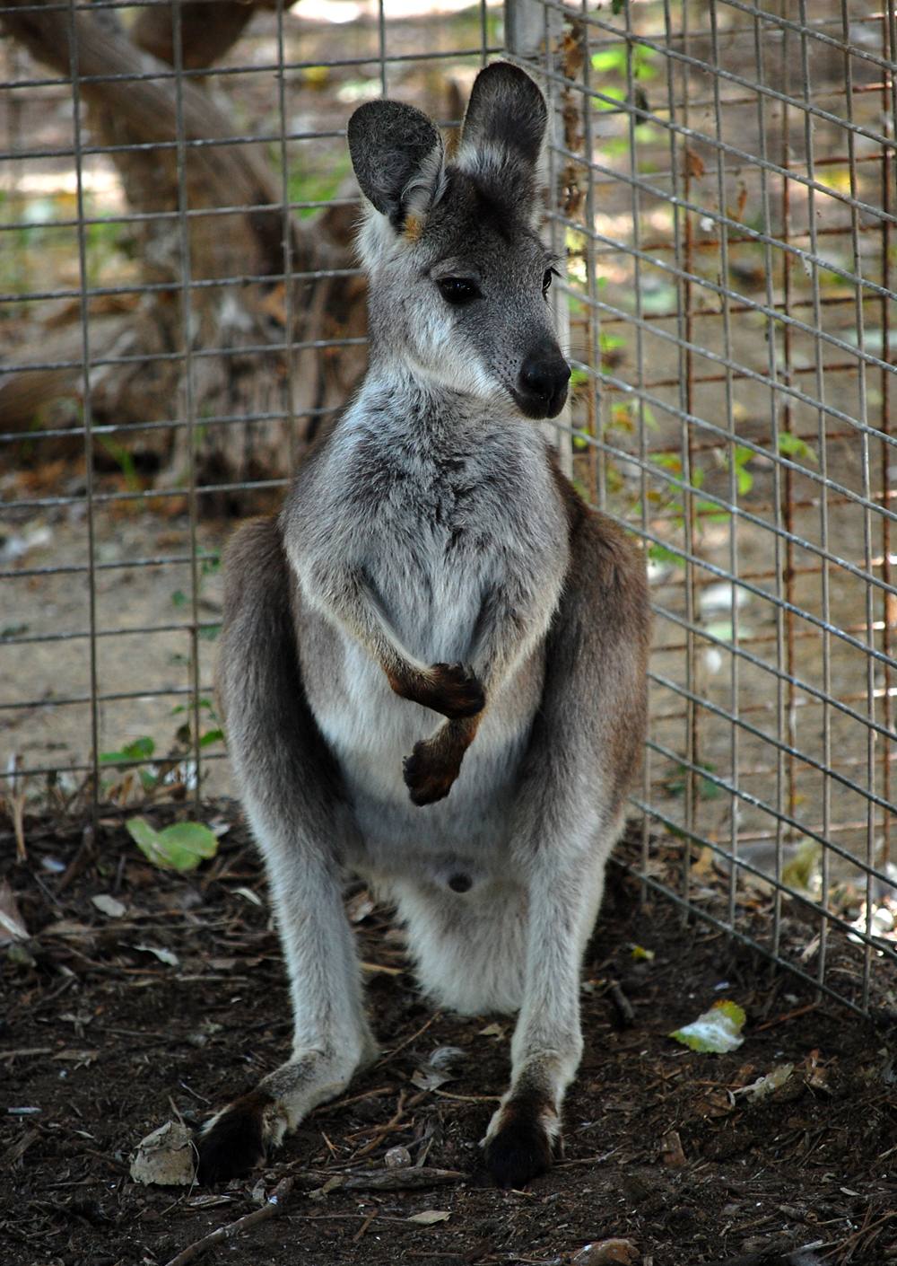 Eastern Wallaroo - Macropus robustus Eastern Wallaroo - Macropus robustus