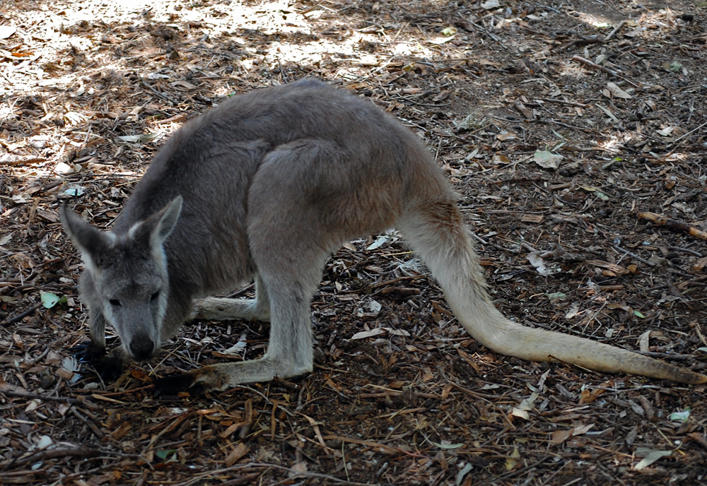 Eastern Wallaroo - Macropus robustus Eastern Wallaroo - Macropus robustus