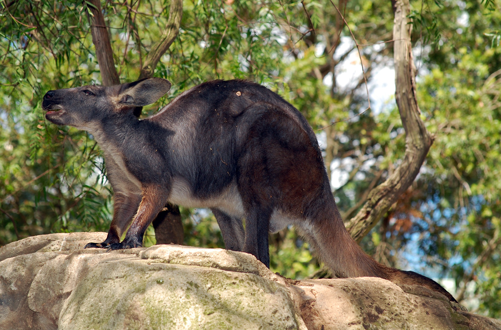 Eastern Wallaroo - Macropus robustus Eastern Wallaroo - Macropus robustus