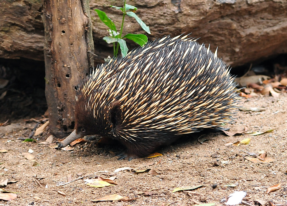 Short-beaked Echidna - Tachyglossus aculeatus Short-beaked Echidna - Tachyglossus aculeatus