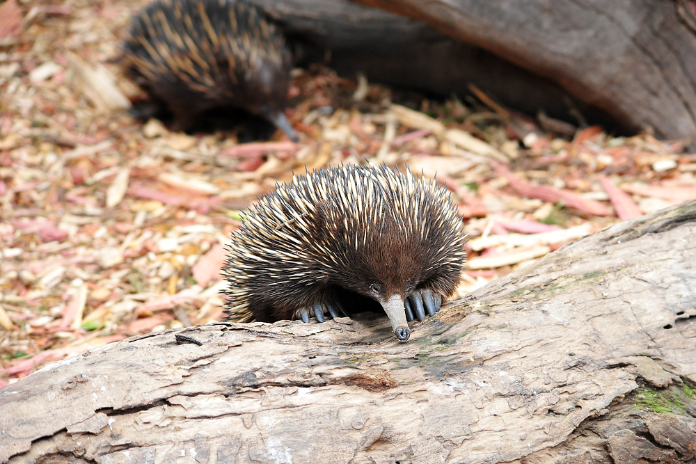Short-beaked Echidna - Tachyglossus aculeatus Short-beaked Echidna - Tachyglossus aculeatus