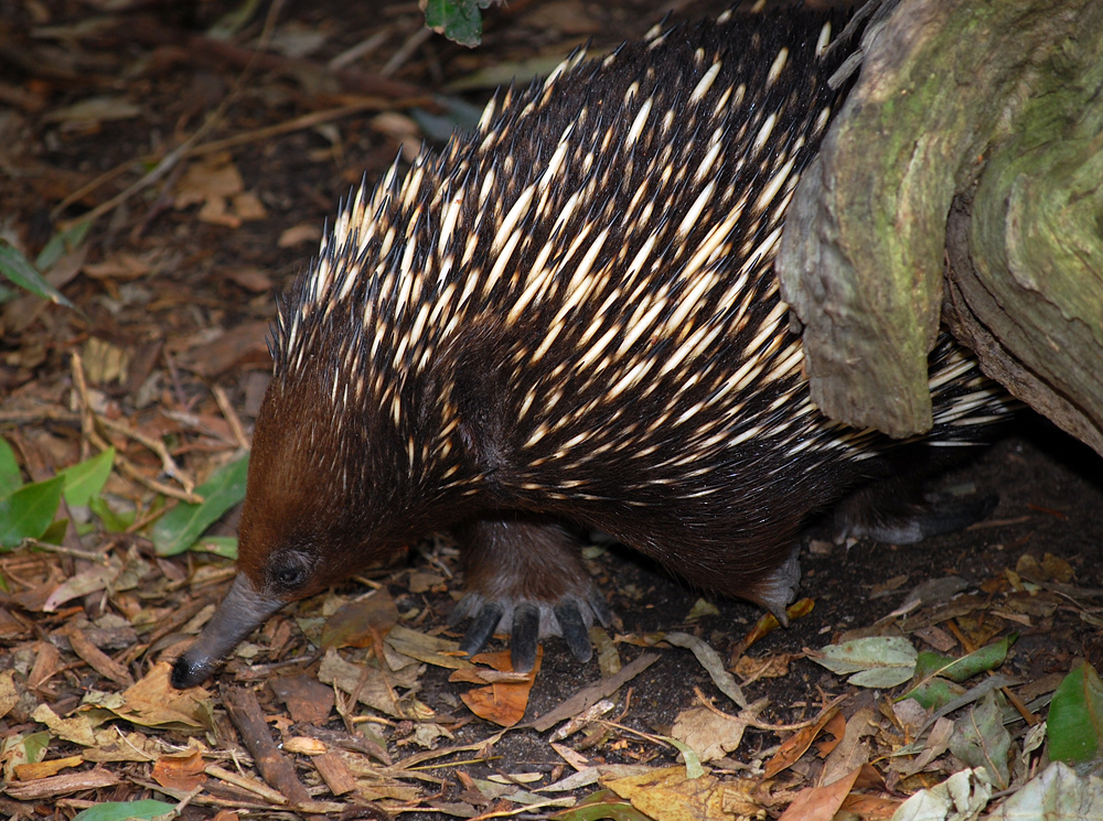 Short-beaked Echidna - Tachyglossus aculeatus Short-beaked Echidna - Tachyglossus aculeatus