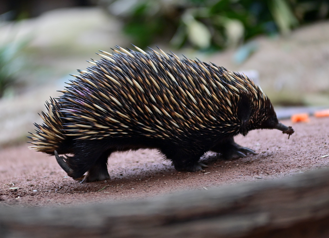 Short-beaked Echidna - Tachyglossus aculeatus Short-beaked Echidna - Tachyglossus aculeatus