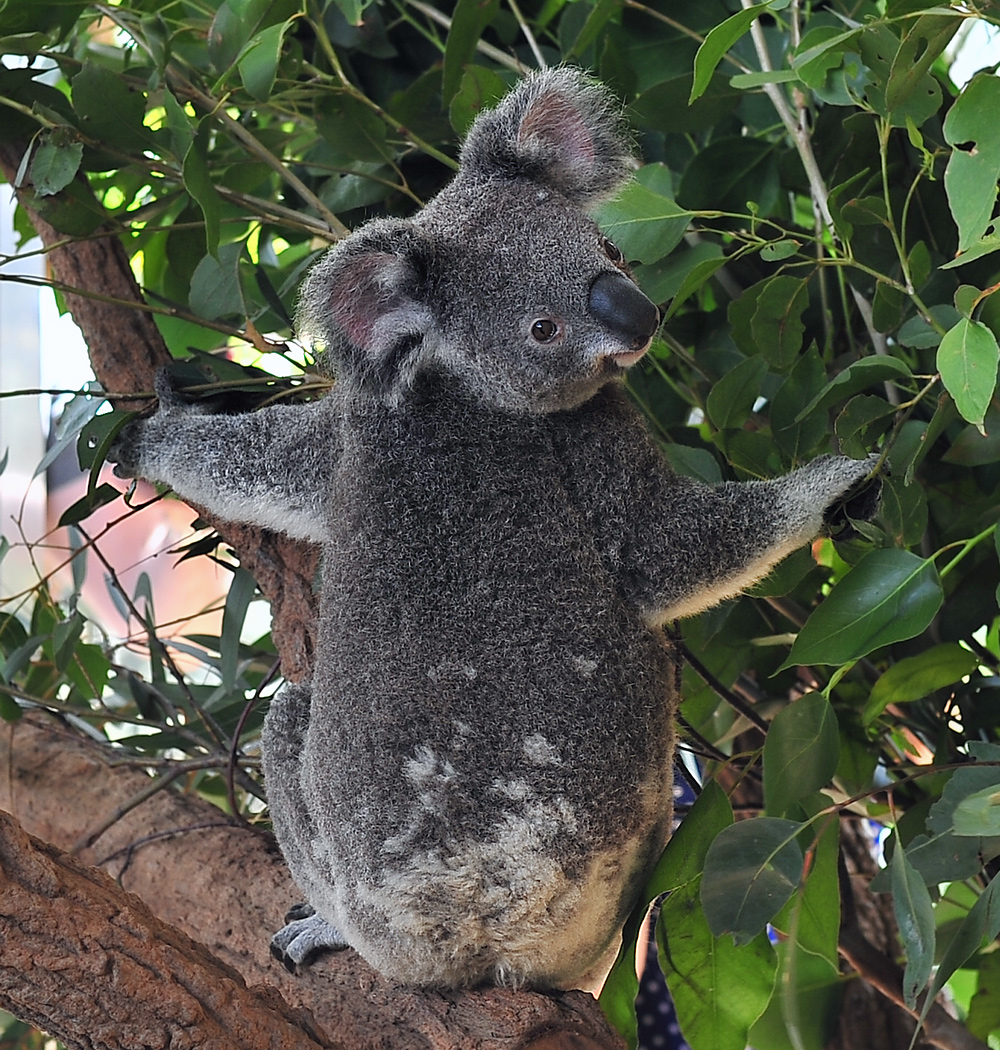 Koala - Phascolarctos cinereus Koala - Phascolarctos cinereus