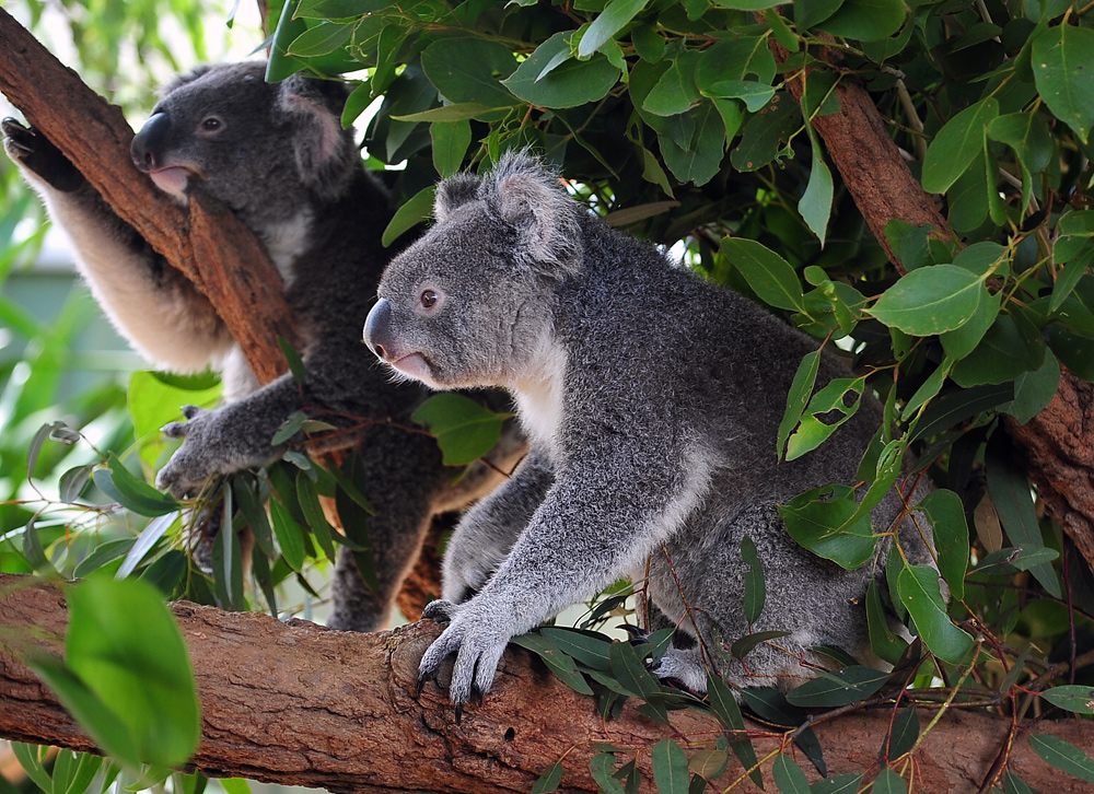 Koala - Phascolarctos cinereus Koala - Phascolarctos cinereus