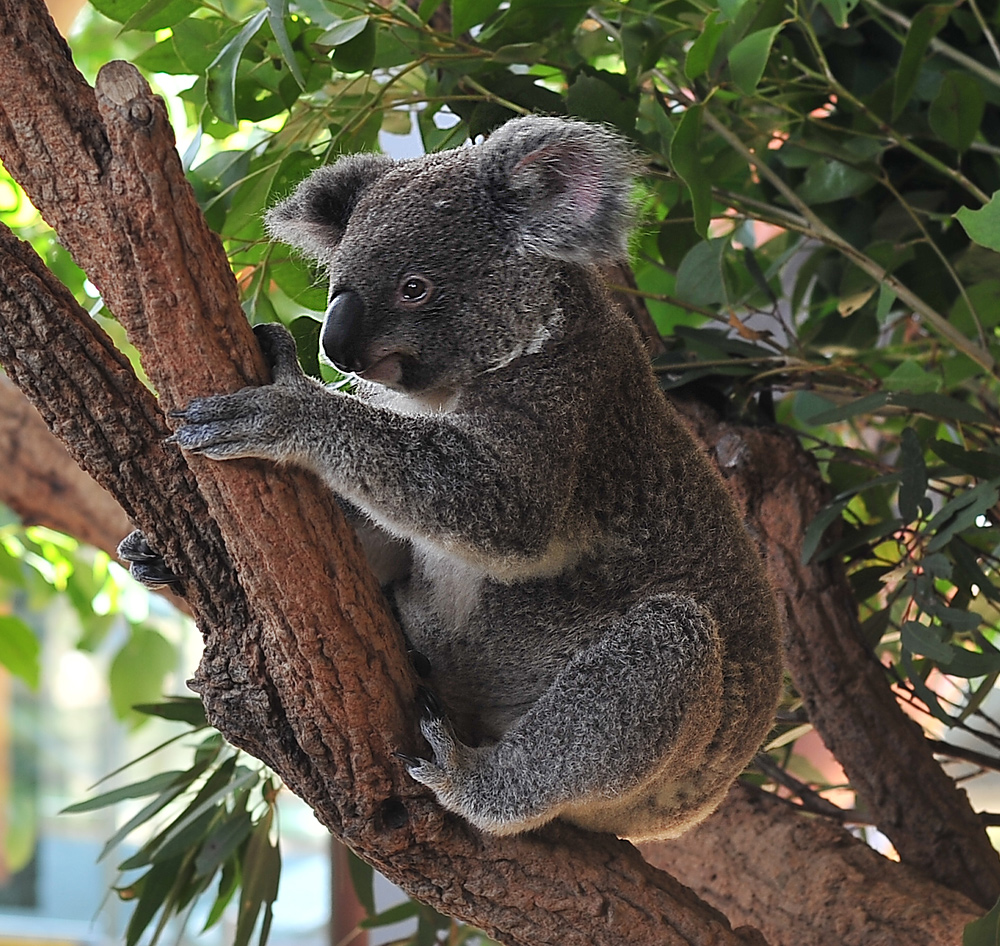 Koala - Phascolarctos cinereus Koala - Phascolarctos cinereus