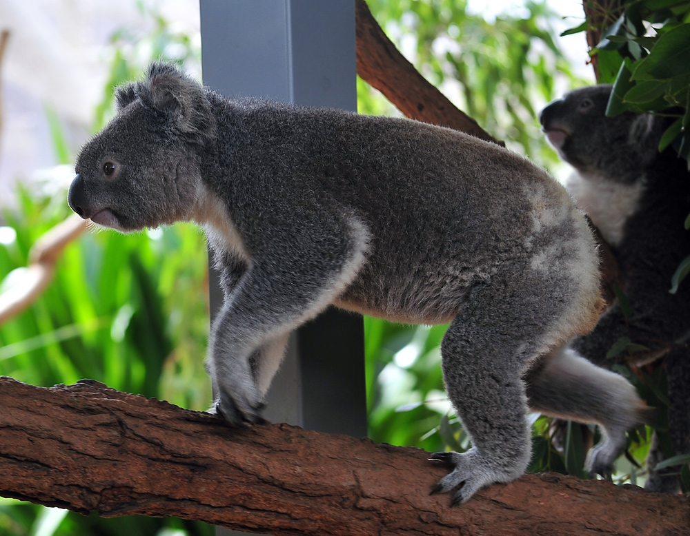 Koala - Phascolarctos cinereus Koala - Phascolarctos cinereus