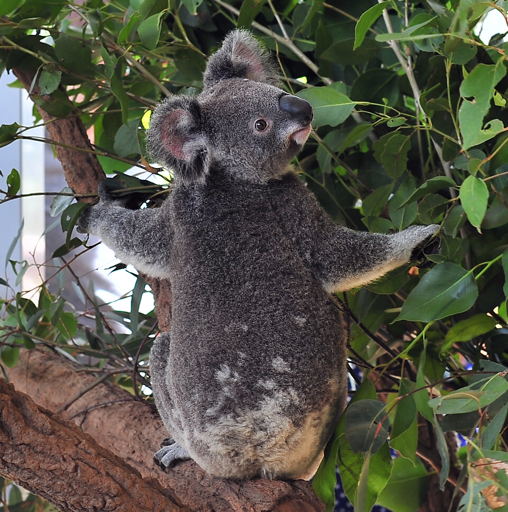 Koala - Phascolarctos cinereus Koala - Phascolarctos cinereus