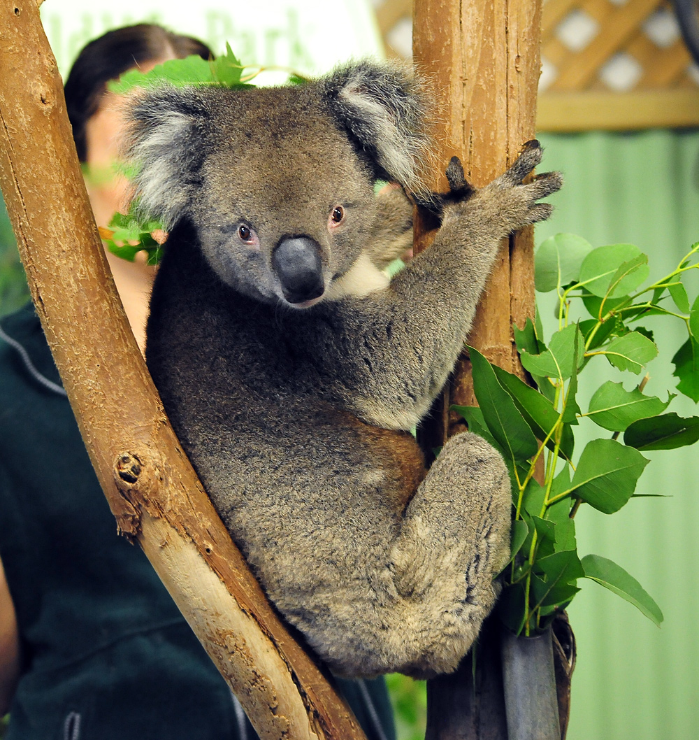 Koala - Phascolarctos cinereus Koala - Phascolarctos cinereus