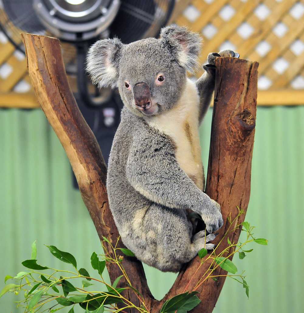 Koala - Phascolarctos cinereus Koala - Phascolarctos cinereus