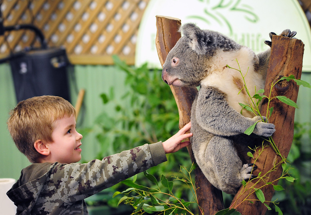 Koala - Phascolarctos cinereus Koala - Phascolarctos cinereus