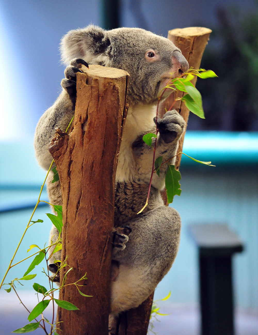Koala - Phascolarctos cinereus Koala - Phascolarctos cinereus