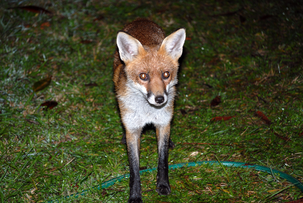 Red Fox - Vulpes vulpes Red Fox - Vulpes vulpes