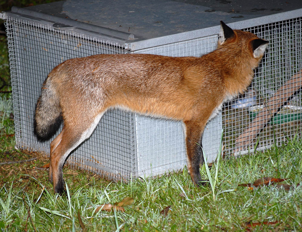 Red Fox - Vulpes vulpes Red Fox - Vulpes vulpes