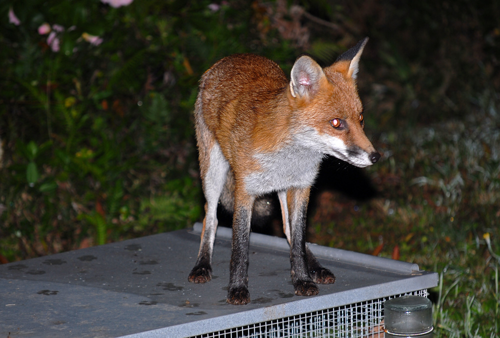Red Fox - Vulpes vulpes Red Fox - Vulpes vulpes
