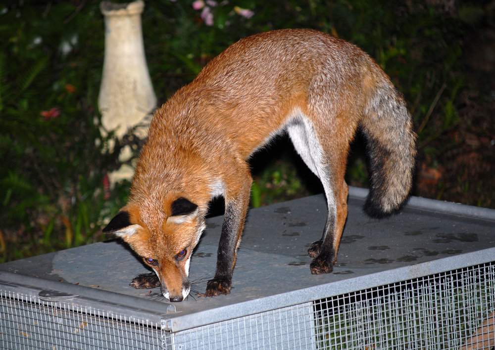 Red Fox - Vulpes vulpes Red Fox - Vulpes vulpes
