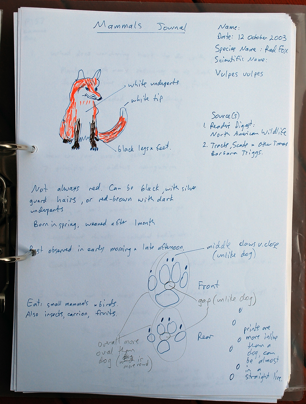 Red Fox - Vulpes vulpes Red Fox - Vulpes vulpes