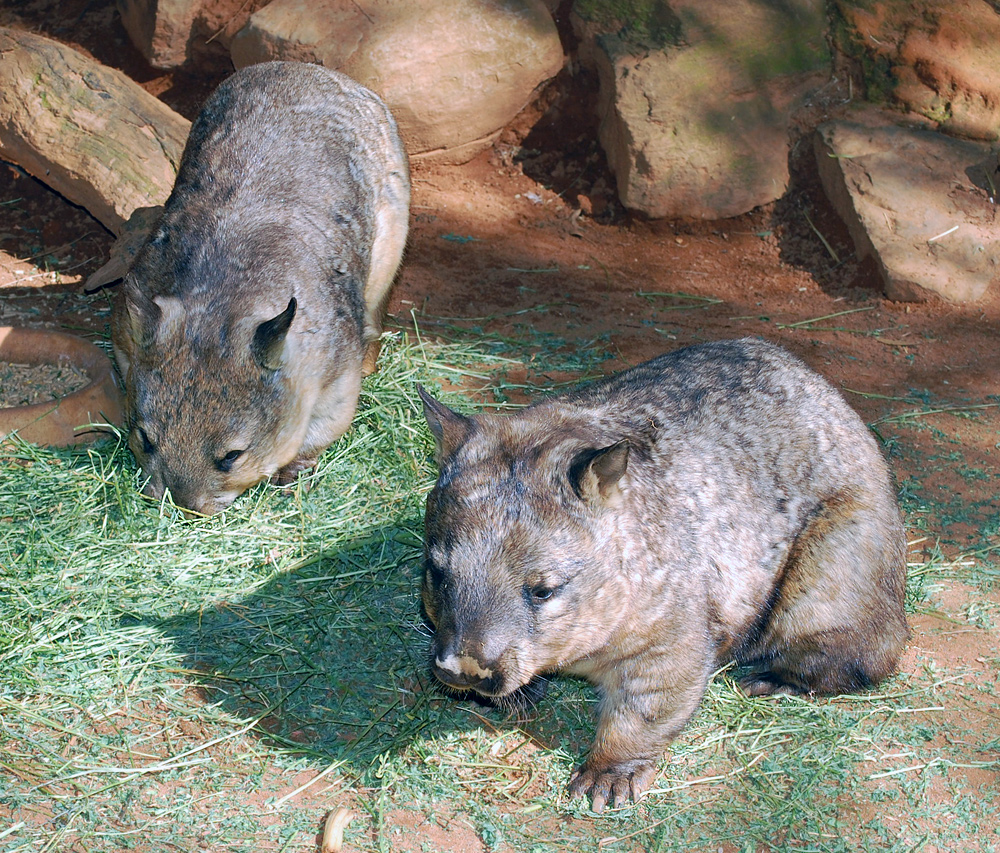 Southern Hairy-nosed Wombat - Lasiorhinus latifrons Southern Hairy-nosed Wombat - Lasiorhinus latifrons