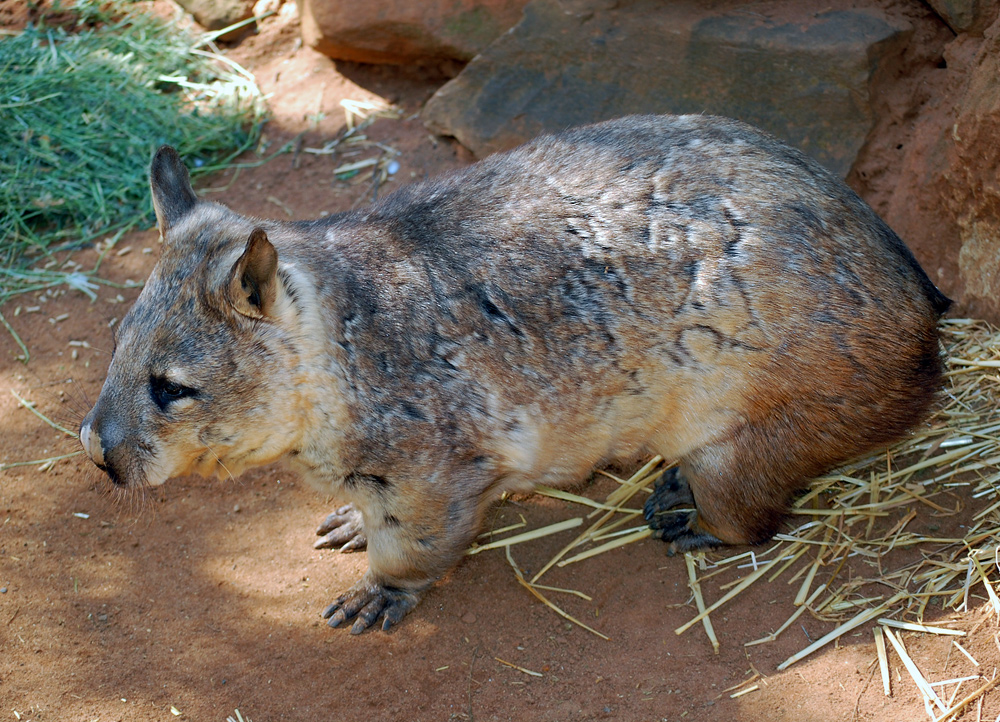Southern Hairy-nosed Wombat - Lasiorhinus latifrons Southern Hairy-nosed Wombat - Lasiorhinus latifrons