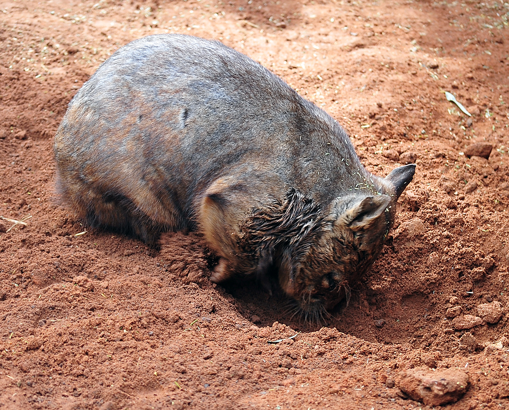 Southern Hairy-nosed Wombat - Lasiorhinus latifrons Southern Hairy-nosed Wombat - Lasiorhinus latifrons