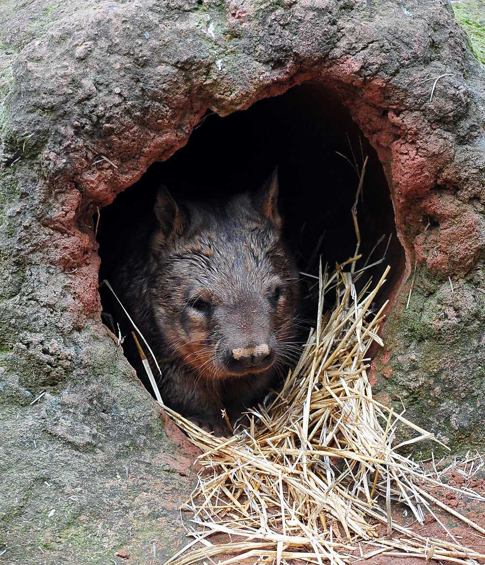Southern Hairy-nosed Wombat - Lasiorhinus latifrons Southern Hairy-nosed Wombat - Lasiorhinus latifrons