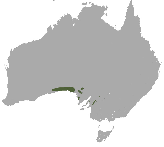Southern Hairy-nosed Wombat - Lasiorhinus latifrons Southern Hairy-nosed Wombat - Lasiorhinus latifrons