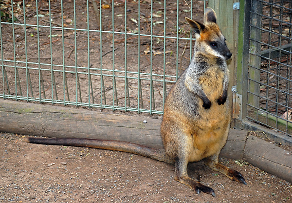 Swamp Wallaby Using Camera Flash - Wallabia bicolor Swamp Wallaby Using Camera Flash - Wallabia bicolor