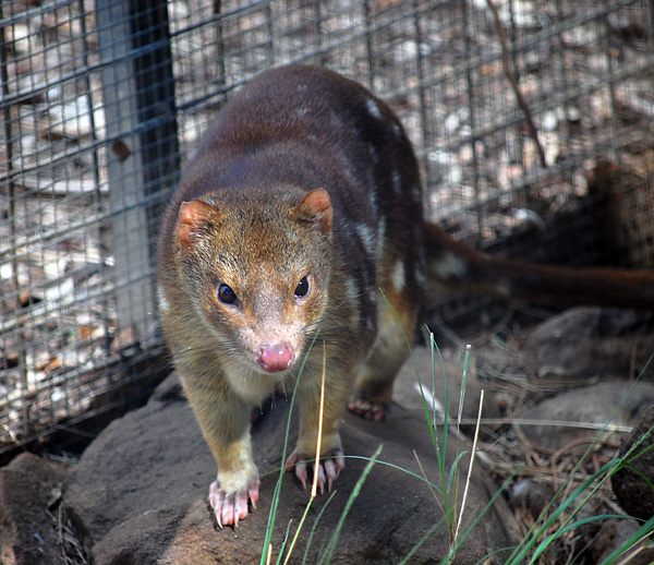 Tiger Quoll (Spot-tailed Quoll) - Dasyurus maculatus Tiger Quoll (Spot-tailed Quoll) - Dasyurus maculatus