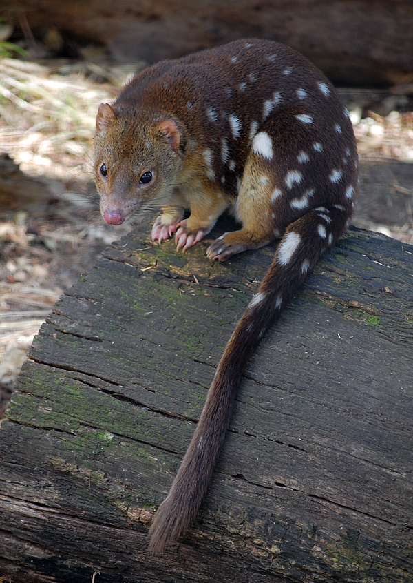 Tiger Quoll (Spot-tailed Quoll) - Dasyurus maculatus Tiger Quoll (Spot-tailed Quoll) - Dasyurus maculatus