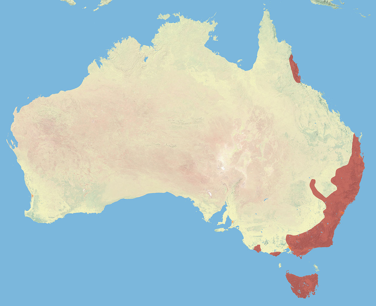 Tiger Quoll (Spot-tailed Quoll) - Dasyurus maculatus Tiger Quoll (Spot-tailed Quoll) - Dasyurus maculatus