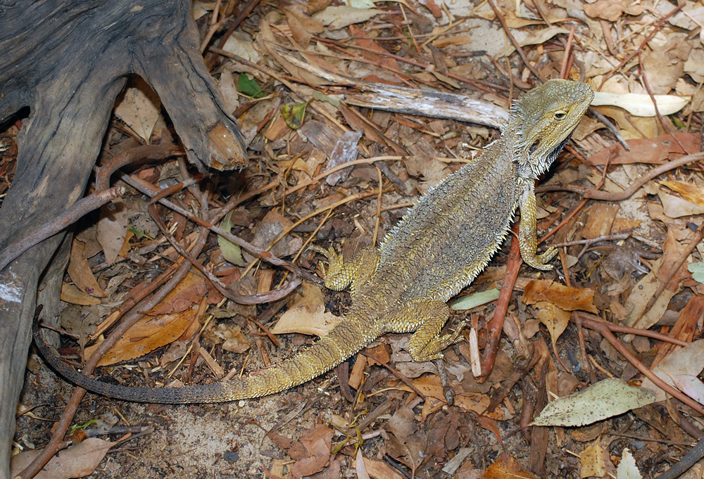Common Bearded Dragon - Pogona barbata Common Bearded Dragon - Pogona barbata