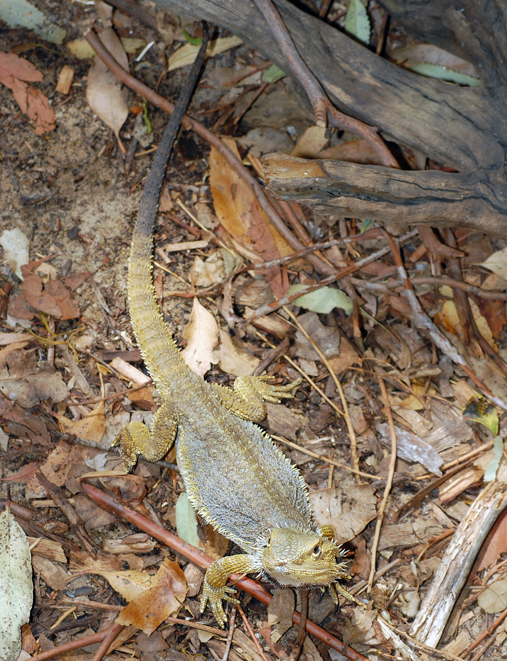 Common Bearded Dragon - Pogona barbata Common Bearded Dragon - Pogona barbata
