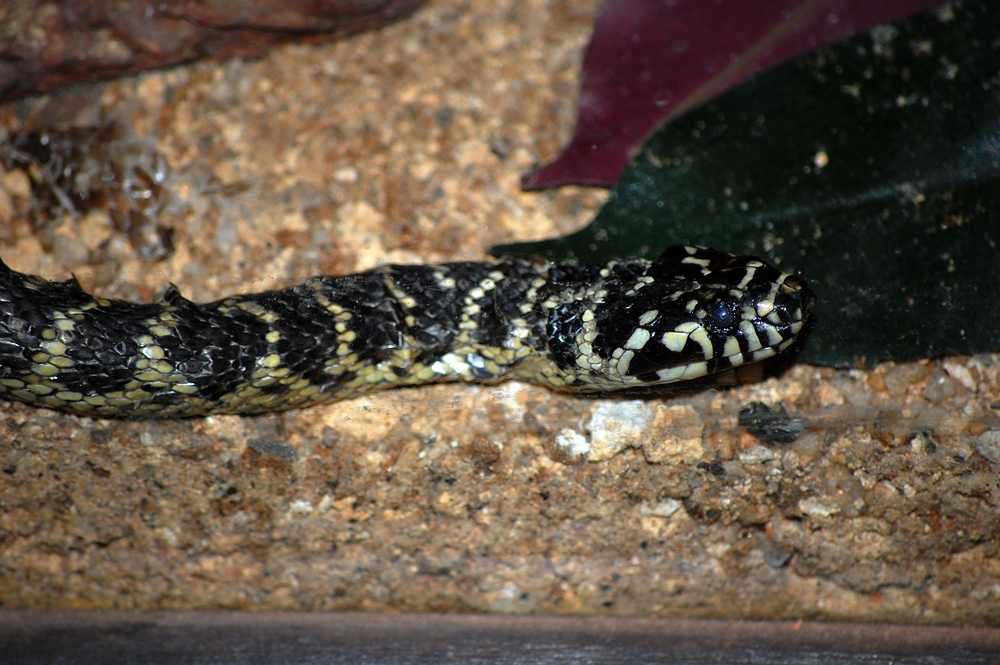 Broad-headed Snake - Hoplocephalus bungaroides Broad-headed Snake - Hoplocephalus bungaroides
