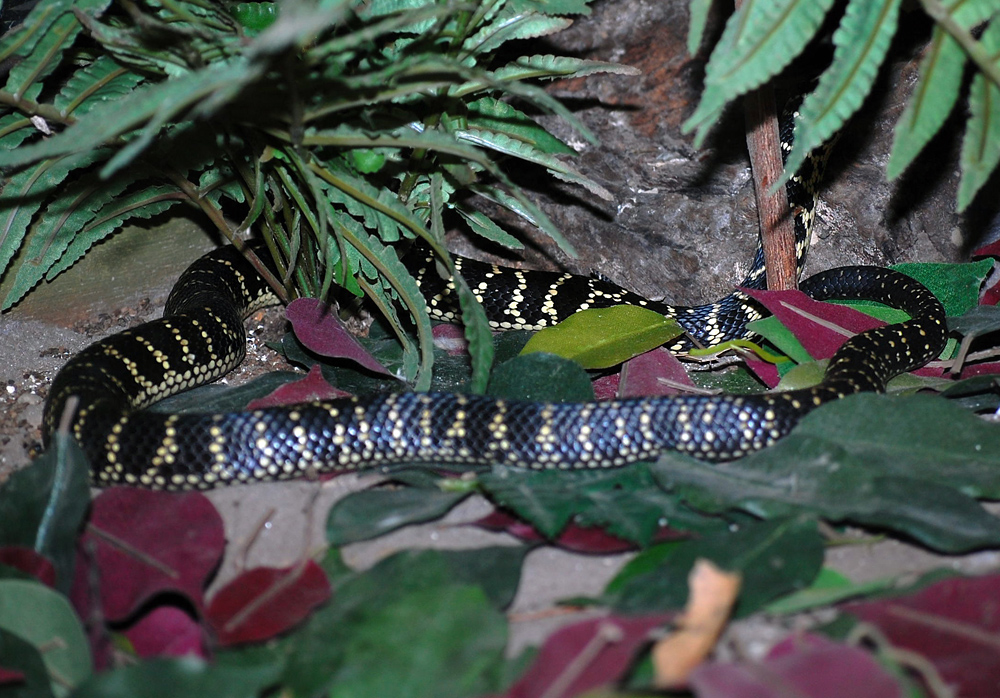 Broad-headed Snake - Hoplocephalus bungaroides Broad-headed Snake - Hoplocephalus bungaroides