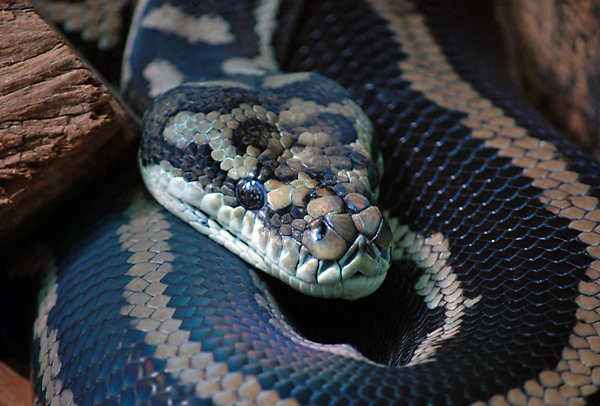 Carpet Python - Morelia spilota Carpet Python - Morelia spilota