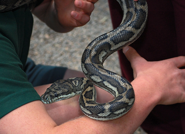 Carpet Python - Morelia spilota Carpet Python - Morelia spilota