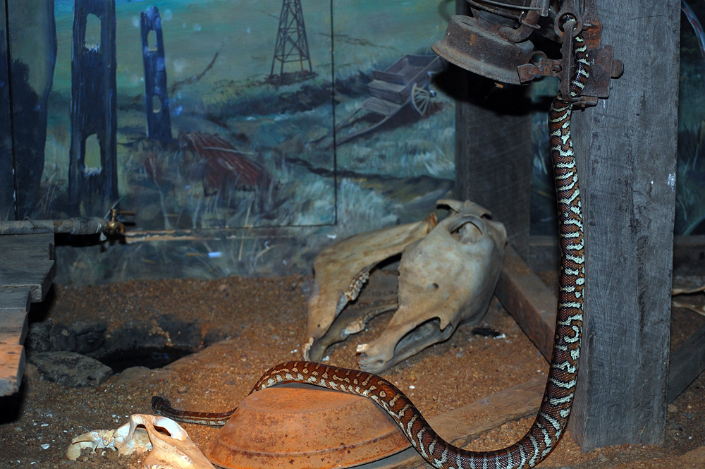 Centralian Carpet Python - Morelia bredli Centralian Carpet Python - Morelia bredli