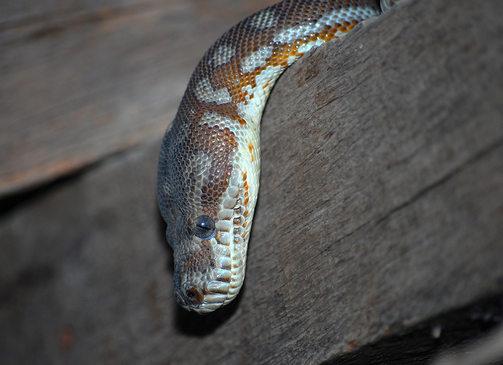 Centralian Carpet Python - Morelia bredli Centralian Carpet Python - Morelia bredli