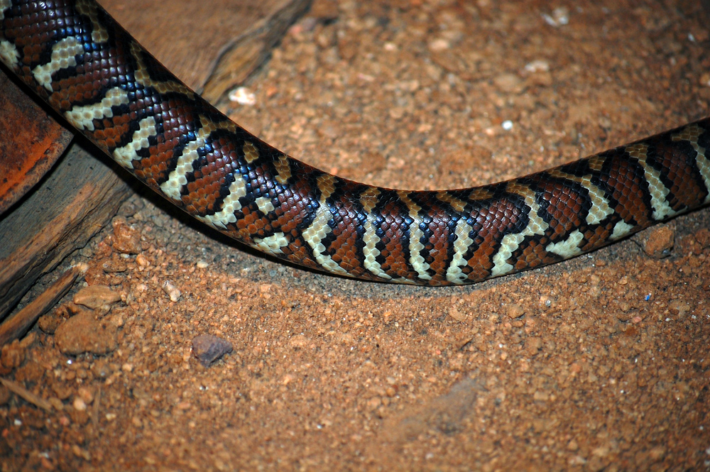 Centralian Carpet Python - Morelia bredli Centralian Carpet Python - Morelia bredli