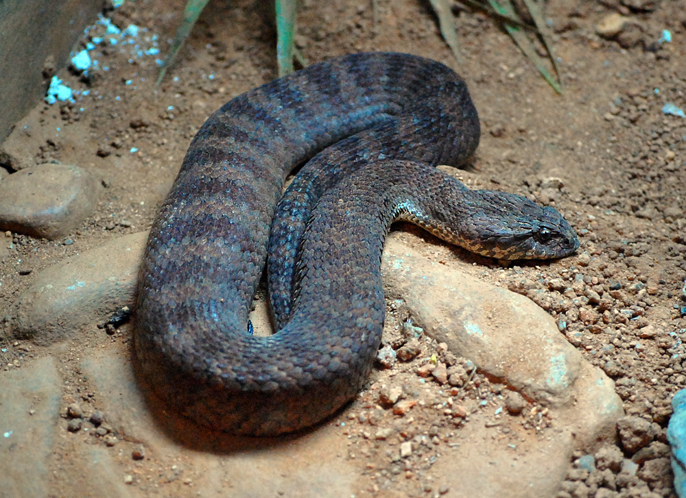 Common Death Adder - Acanthopis antarcticus Common Death Adder - Acanthopis antarcticus