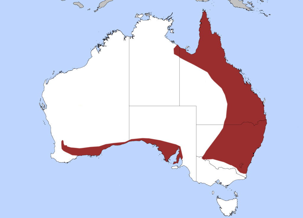 Common Death Adder - Acanthopis antarcticus Common Death Adder - Acanthopis antarcticus