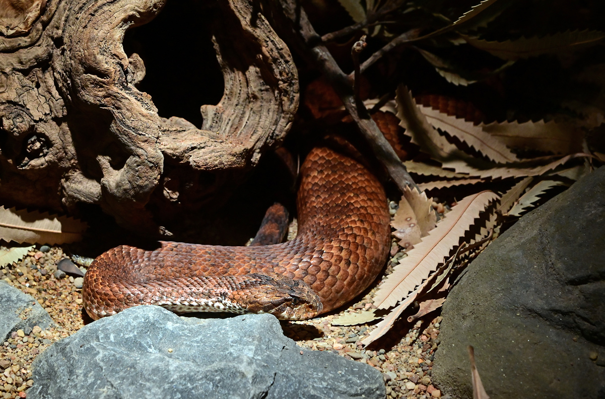 Common Death Adder - Acanthopis antarcticus Common Death Adder - Acanthopis antarcticus