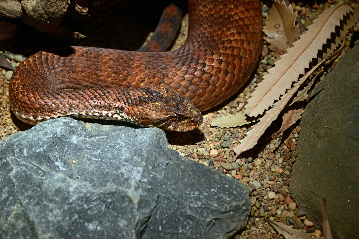 Common Death Adder - Acanthopis antarcticus Common Death Adder - Acanthopis antarcticus