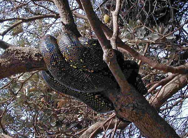 Diamond Python - Morelia spilota Diamond Python - Morelia spilota