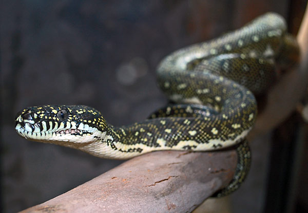 Diamond Python - Morelia spilota Diamond Python - Morelia spilota