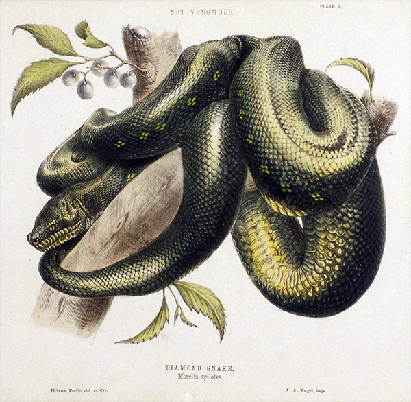 Carpet Python - Morelia spilota Carpet Python - Morelia spilota